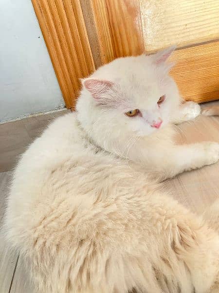 Persian Triple coated cat 2