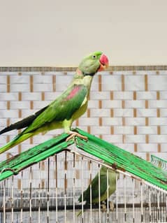 Kashmiri parrot(age 2 year)male speaking