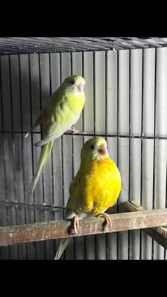 Rubino Rump Pair