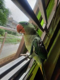 Raw Parrot hai Age 5months