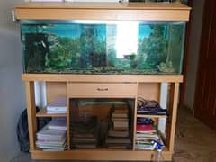 fish aquarium