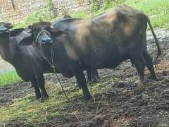 Total  3 buffalo  hin for sale 2 soi hin ak tyar ho rhi h