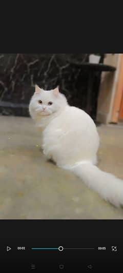 PERSIAN FEMALE CAT, PUNCH FACE, TRIPLE COATED, ONE YEAR AGE, PLAYFUL,