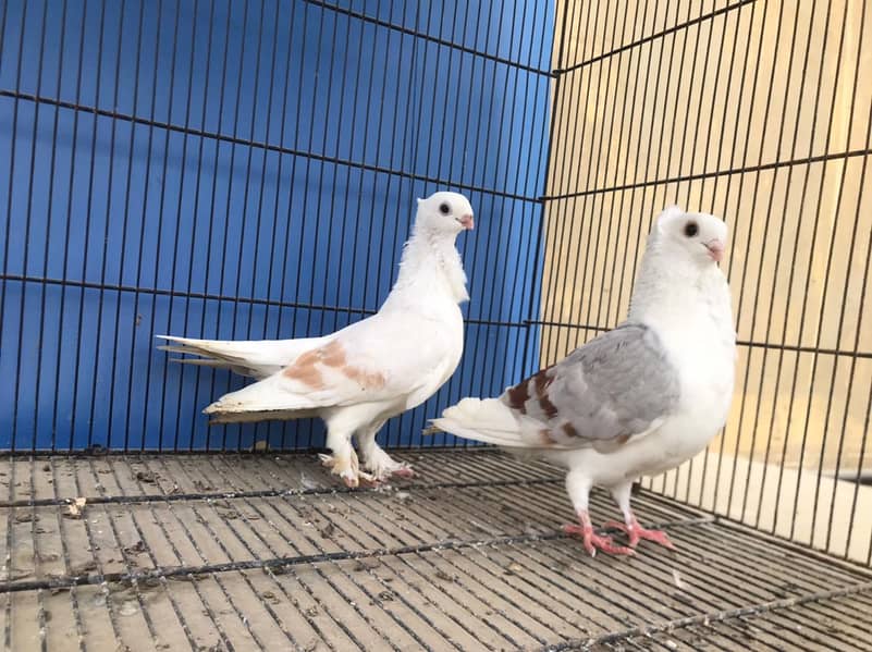 Satinette, lahori sherazi, mukhi - 4500 pair 2