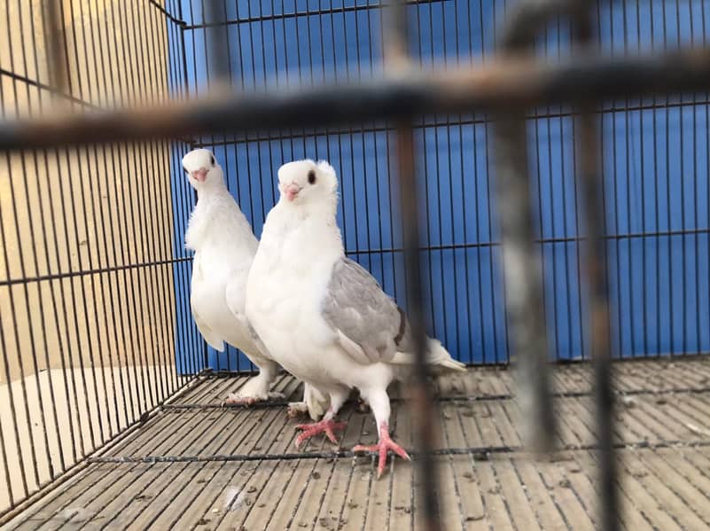 Satinette, lahori sherazi, mukhi - 4500 pair 3