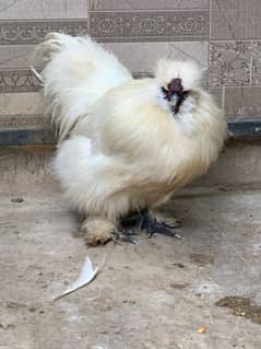 4 white silkies