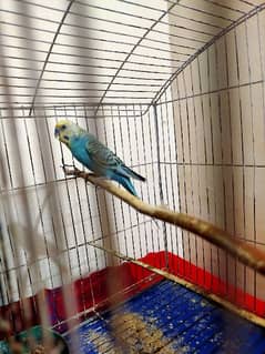 Australian parrots for sale