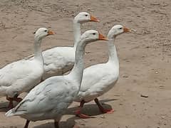 white Big ducks