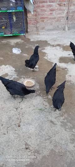 Ayam Cemani Fertile Egg