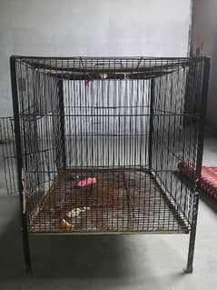 parrots cage 3by2 For Sale Asteliyan parrot 16 pair price cage کی 5500