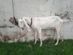 rajan puri Goat | rajanpuri bakri | Bakri | desi Bakra | goat for sale