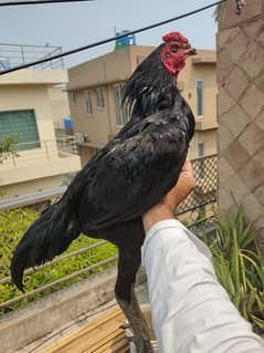 Thai Super naklokar imported bloodline chicks contact No 03267333397