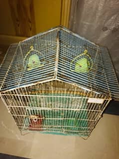 love birds green parrot 0