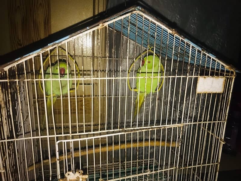 love birds green parrot 1