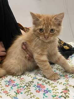 persian Cat Male Full trained