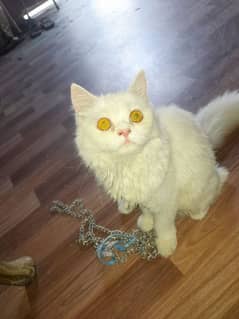 triple coat Persian