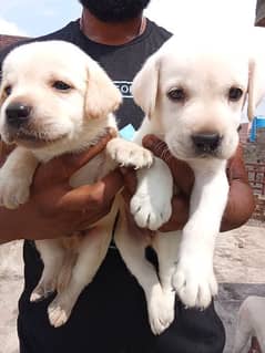 Labradors puppy Available