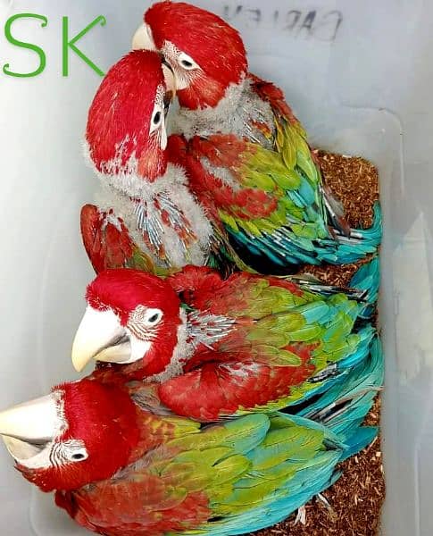 Macaw 3 mah age available for sale 3