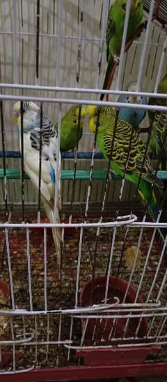 4 pairs of budgies in very good health Nail, tail, fly every thing ok.