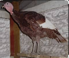 turkey male