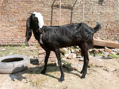 pure Beetal bakri for sale