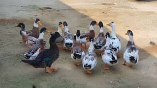 Desi ducks