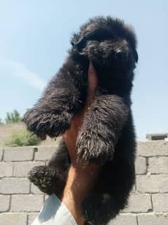 German Shepherd puppies for sale