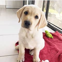 labrador female dog