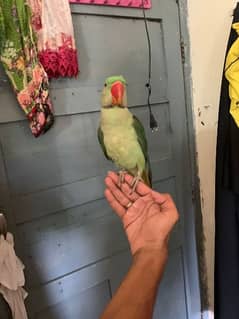 raw parrot male Hand Tamed age 16manth