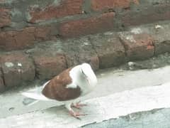 2 pigeon 2 chicks with cage for sale