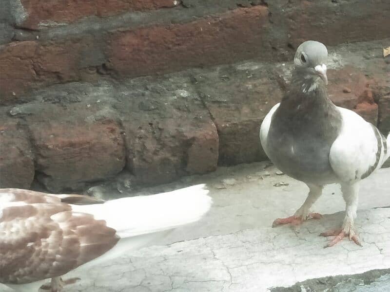 2 pigeon 2 chicks with cage for sale 1