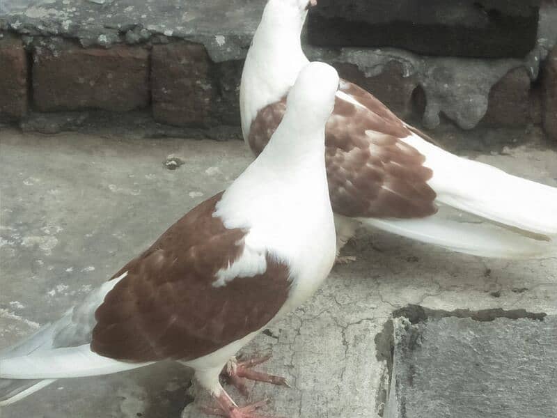 2 pigeon 2 chicks with cage for sale 2