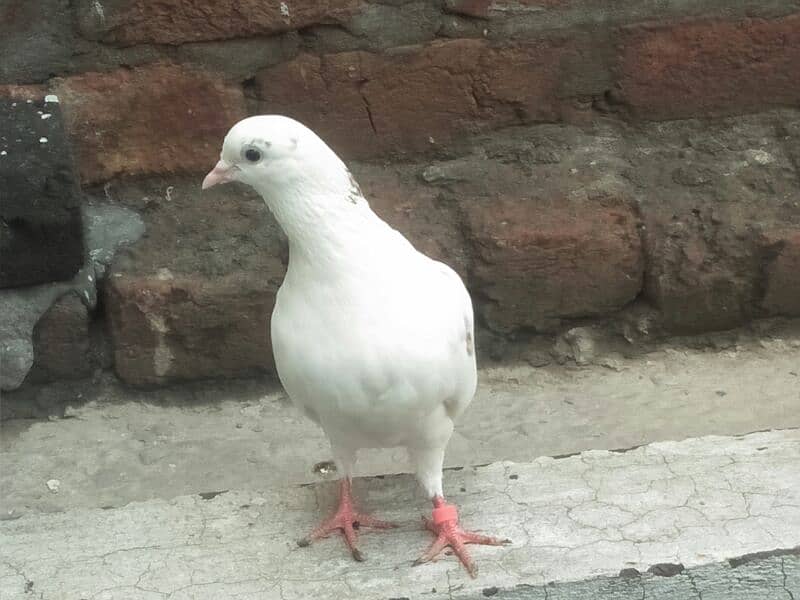 2 pigeon 2 chicks with cage for sale 3