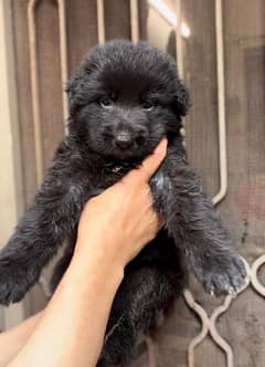 German Shehperd / Black / Dog / Long Coat / Puppies / Show quality