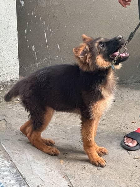 GERMAN SHEPHERD PUPPY FEMALE FULL AND LONG COAT 2