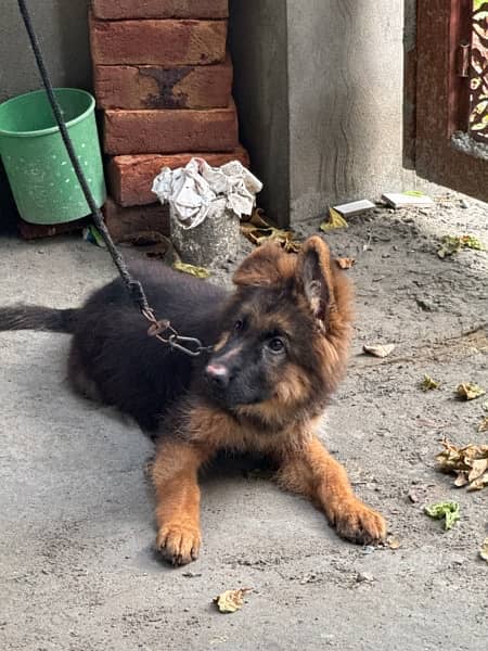 GERMAN SHEPHERD PUPPY FEMALE FULL AND LONG COAT 3