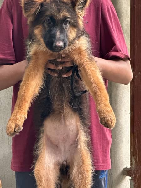 GERMAN SHEPHERD PUPPY FEMALE FULL AND LONG COAT 4