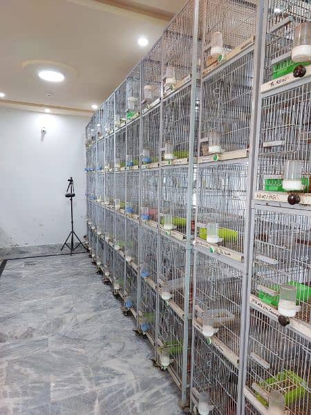 Albino|Cremino|Decino|Pale Fallow|Bird|Dove|Cages| full setup for sale 3