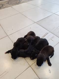 Labrador Puppies For Sale