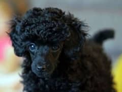 Poodle pups (French poodle) pure