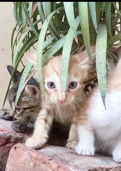 Playful kittens 2