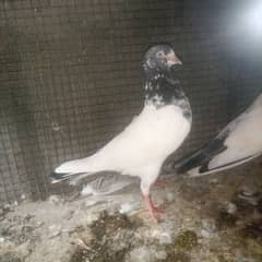 ch Waly birds for sale 2 pairs Andy bachon ki guarantee k 7