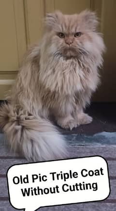 Triple Coat Persian Male Cat, Age 15 Months, Available at Gulbahar