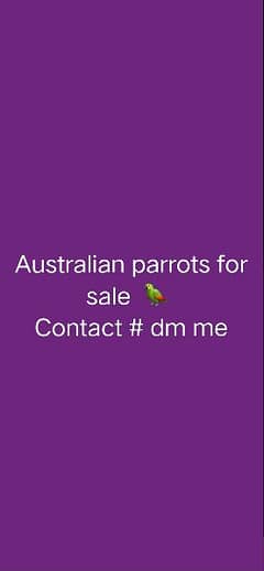 Australian parrots : Full breeder pair's for sale