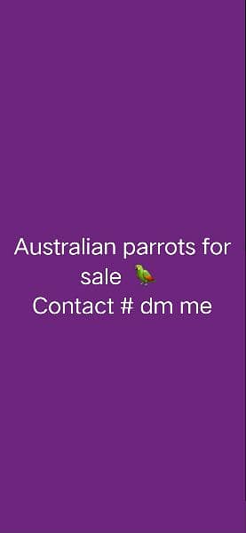 Australian parrots : Full breeder pair's for sale 0