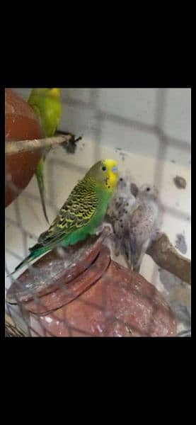 Australian parrots : Full breeder pair's for sale 1