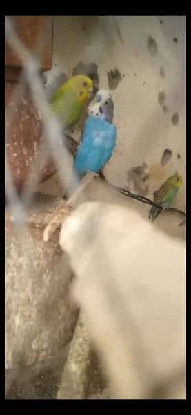 Australian parrots : Full breeder pair's for sale 2