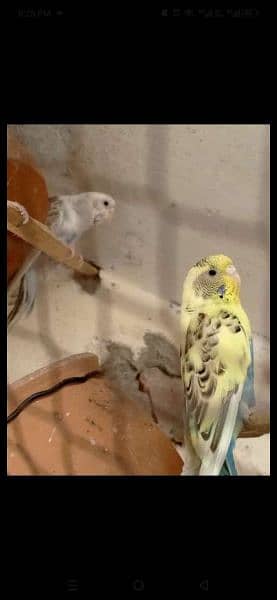 Australian parrots : Full breeder pair's for sale 3