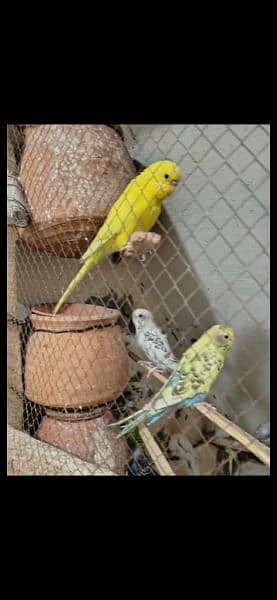 Australian parrots : Full breeder pair's for sale 4