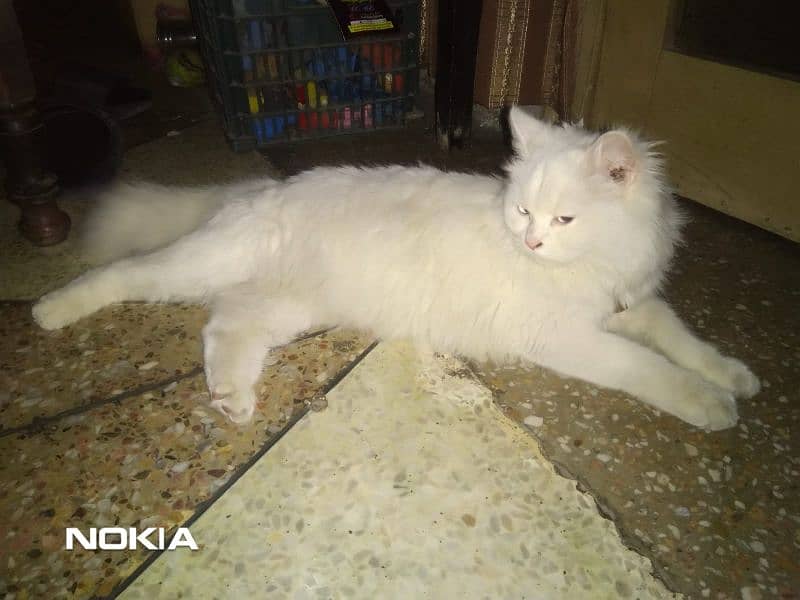 female persian cat 2